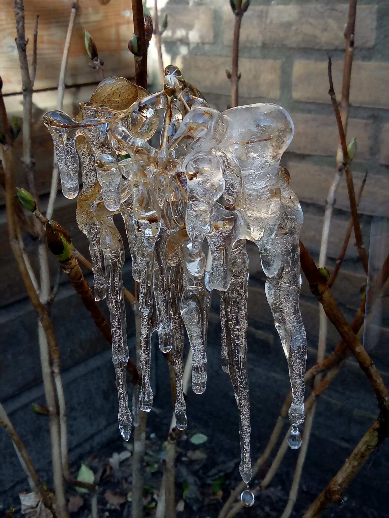 OPPO CPH1609 sample photo. Nature, winter, old photography