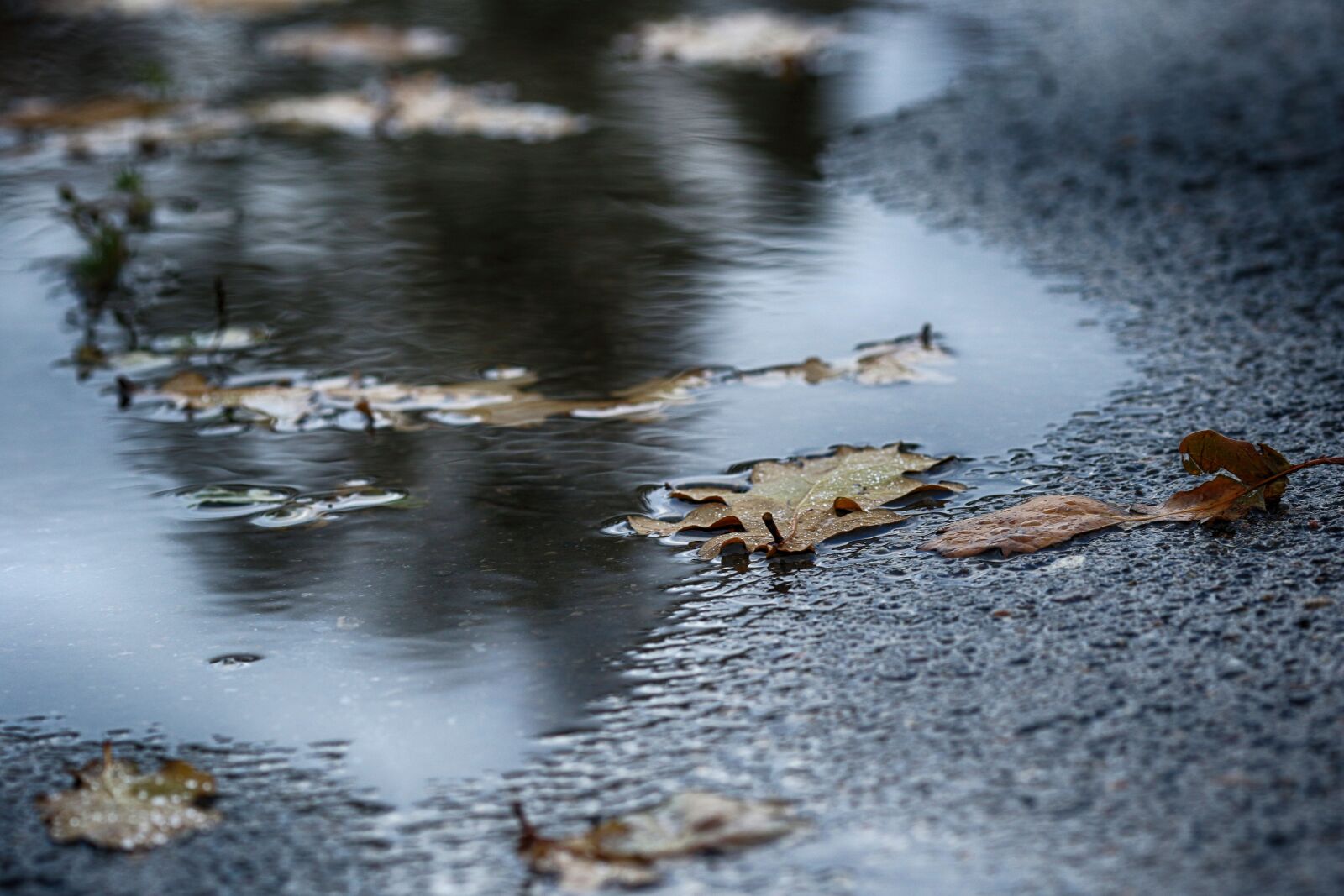 Canon EOS 7D Mark II + Canon EF 135mm F2L USM sample photo. Puddle, water, nature photography