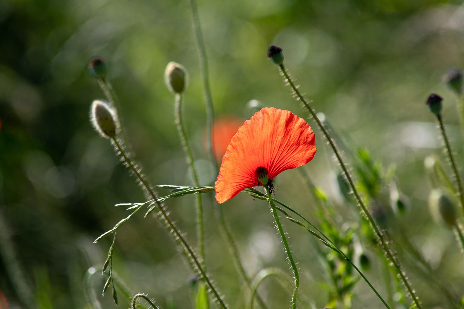 Canon EOS 6D Mark II sample photo. Poppy, plant, flower photography