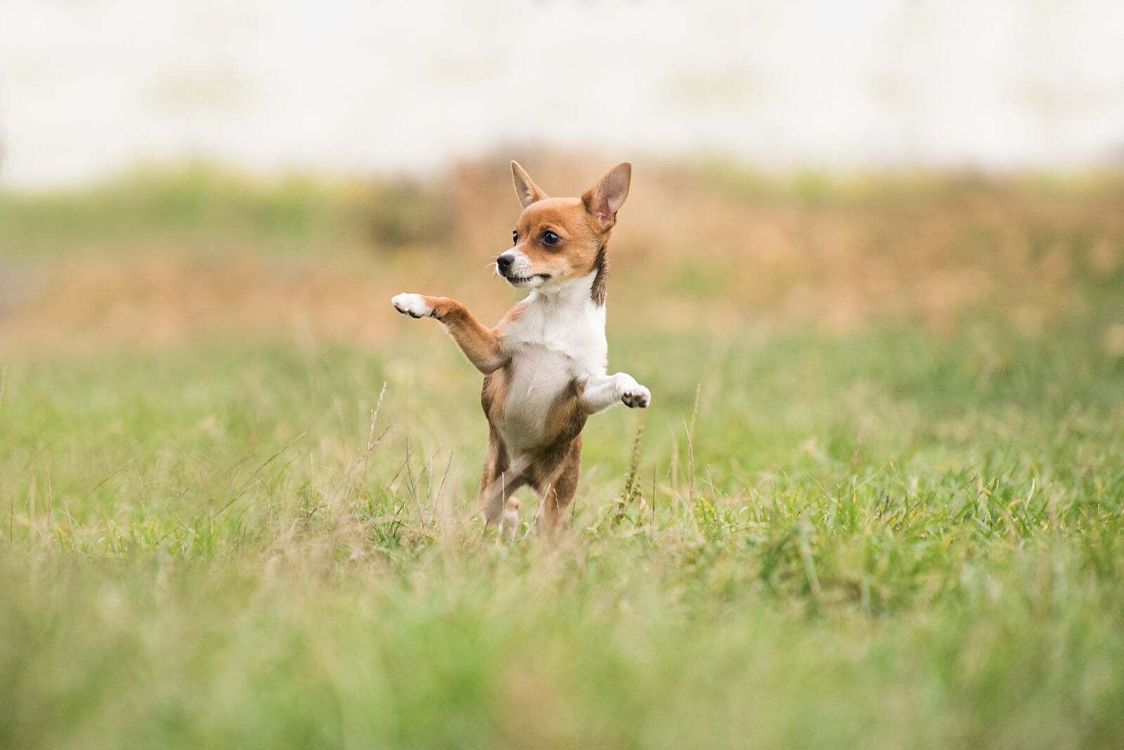 Nikon D750 sample photo. Dog, hybrid, animal photography