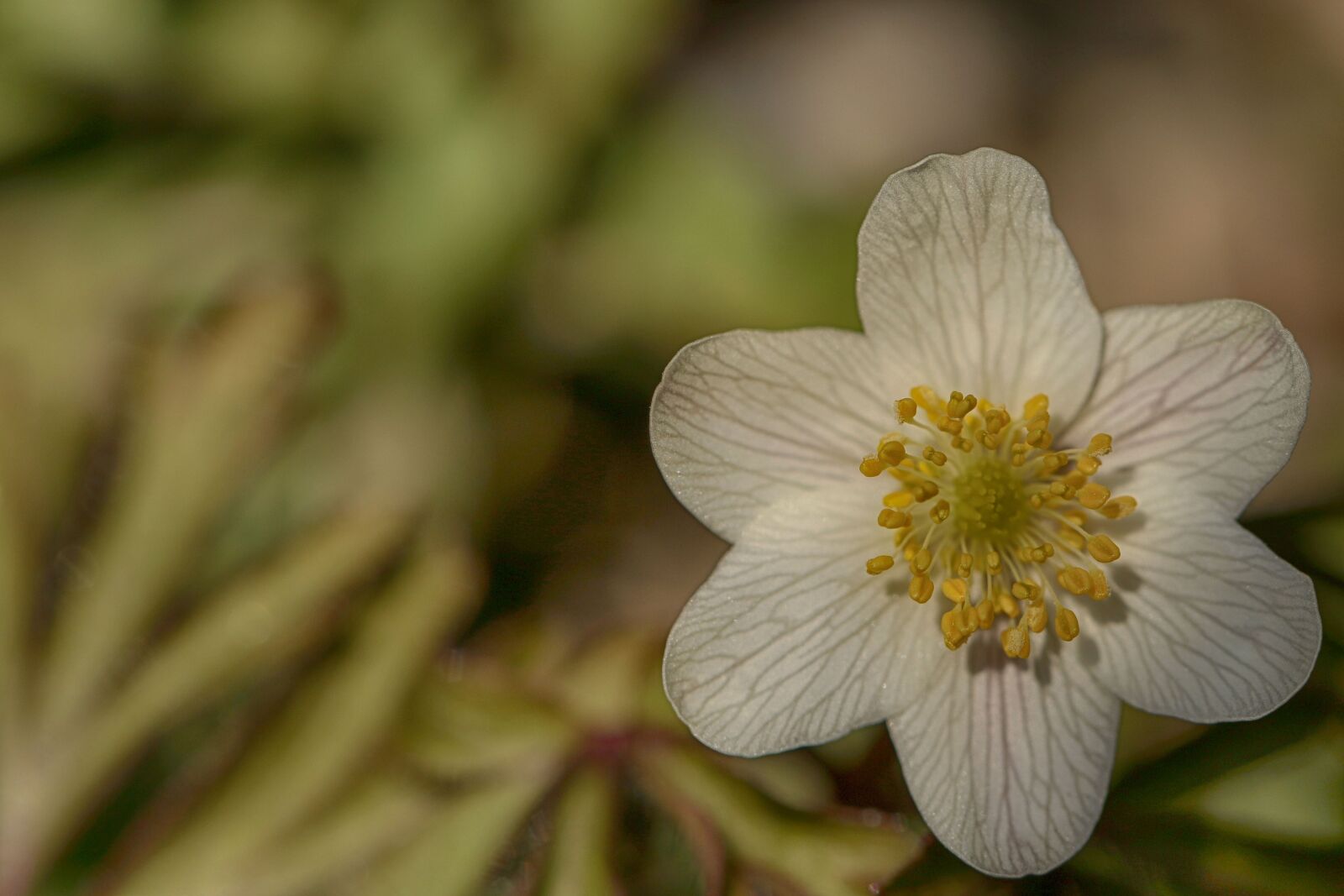 Canon EOS 7D Mark II + Canon EF 100mm F2.8L Macro IS USM sample photo. Anemone, flower, spring photography