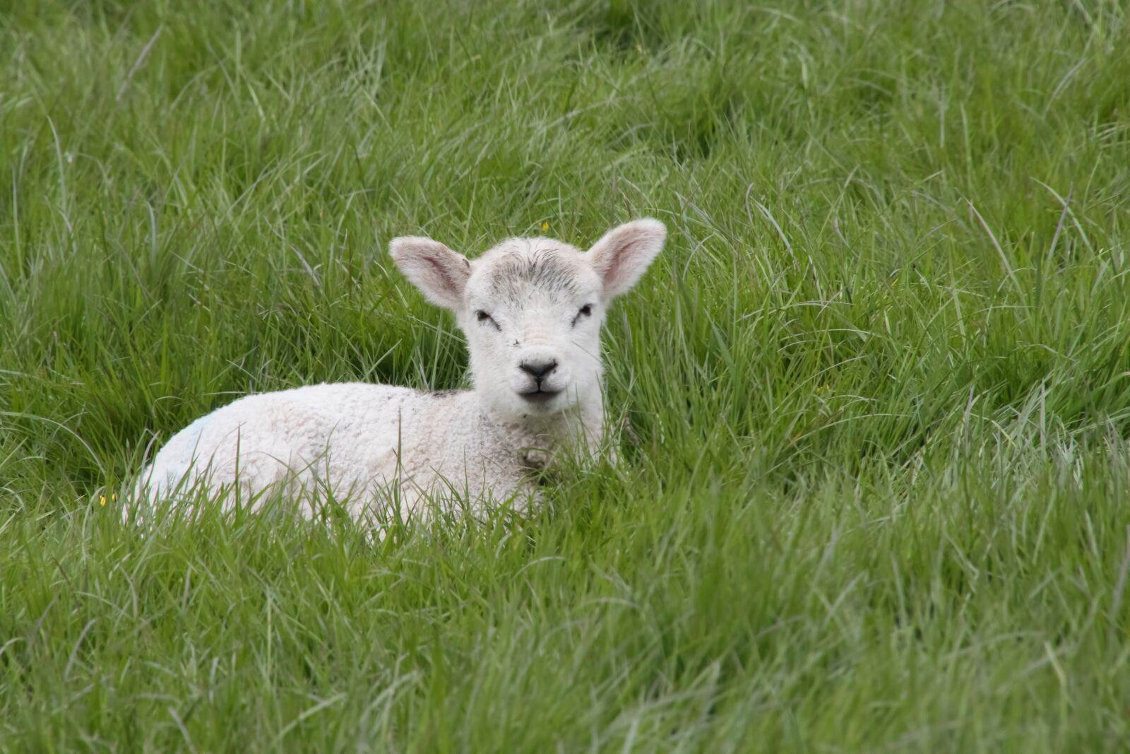 Canon EOS 80D sample photo. Lamb, spring, sheep photography