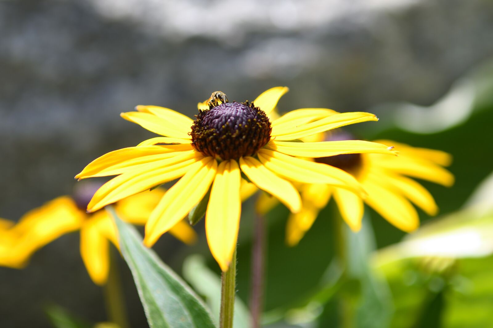 Nikon D500 sample photo. Blooms, yellow, flower photography