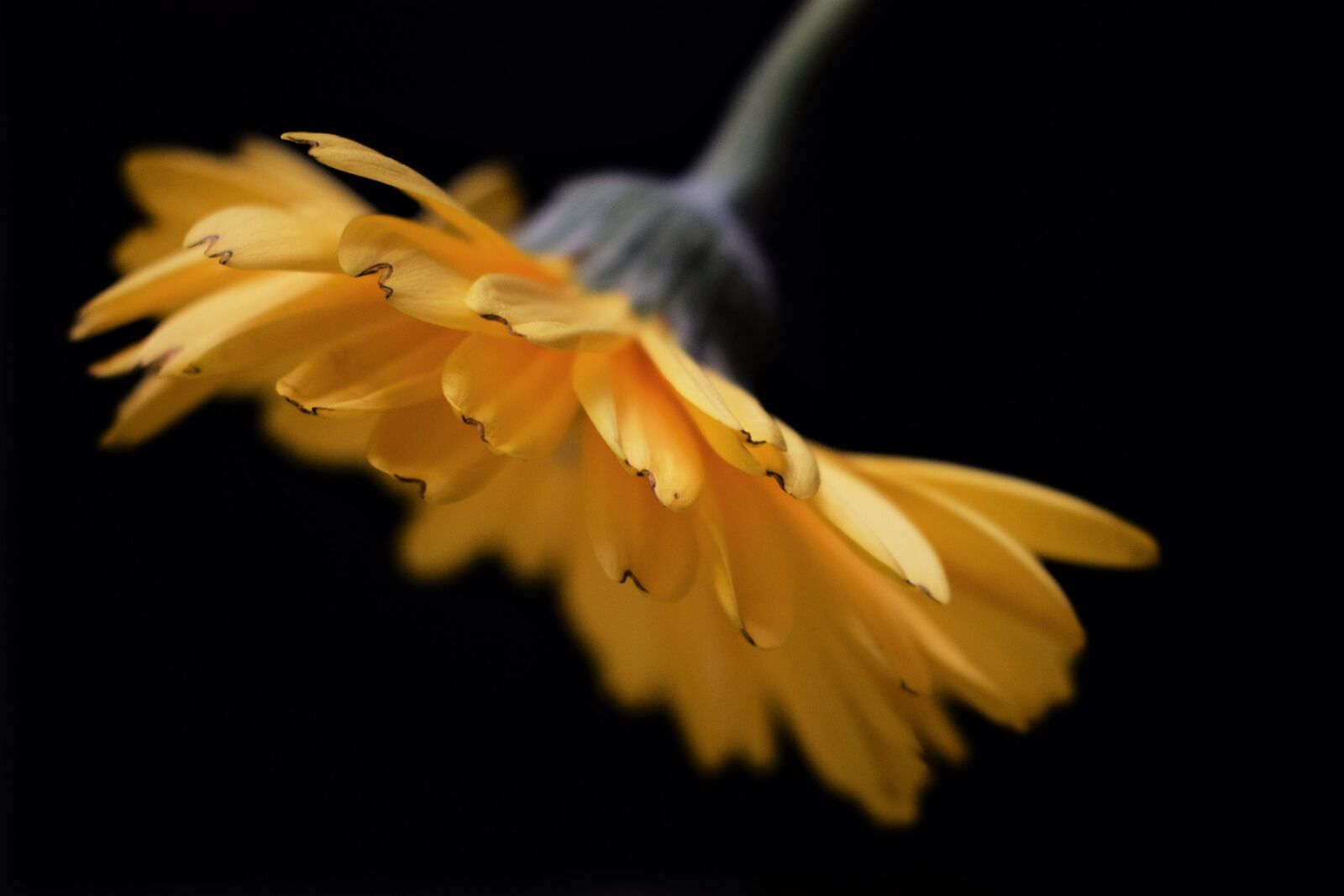 Nikon D3300 sample photo. No person, nature, color photography