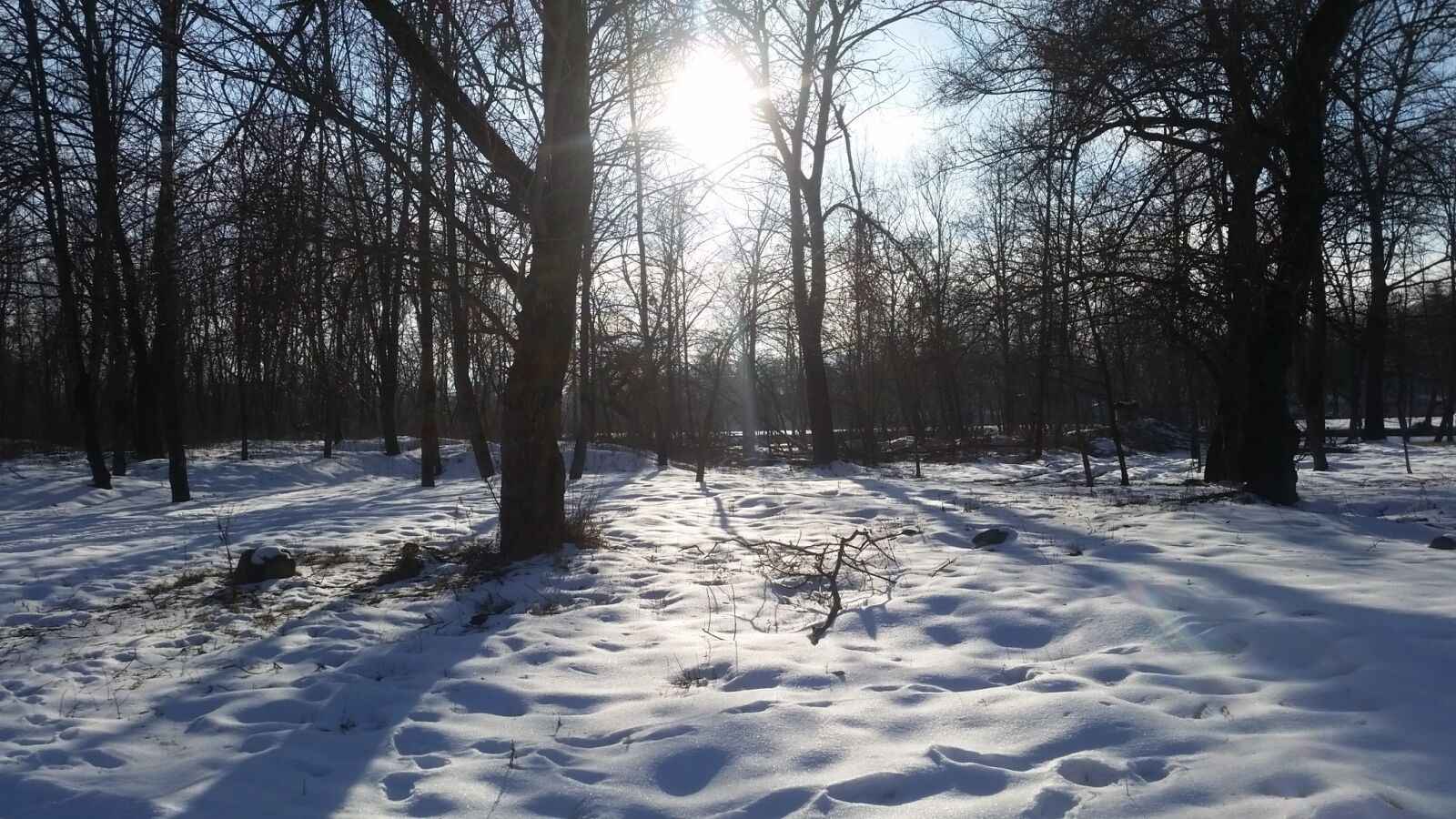Samsung Galaxy S5 sample photo. Winter forest, trees, winter photography