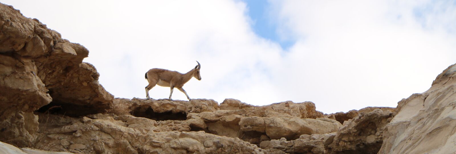 Canon EOS 760D (EOS Rebel T6s / EOS 8000D) sample photo. Gazelle, mountain gazelle, desert photography