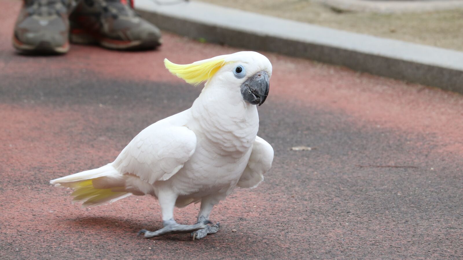 Canon EOS 750D (EOS Rebel T6i / EOS Kiss X8i) sample photo. Animal, nature, park photography
