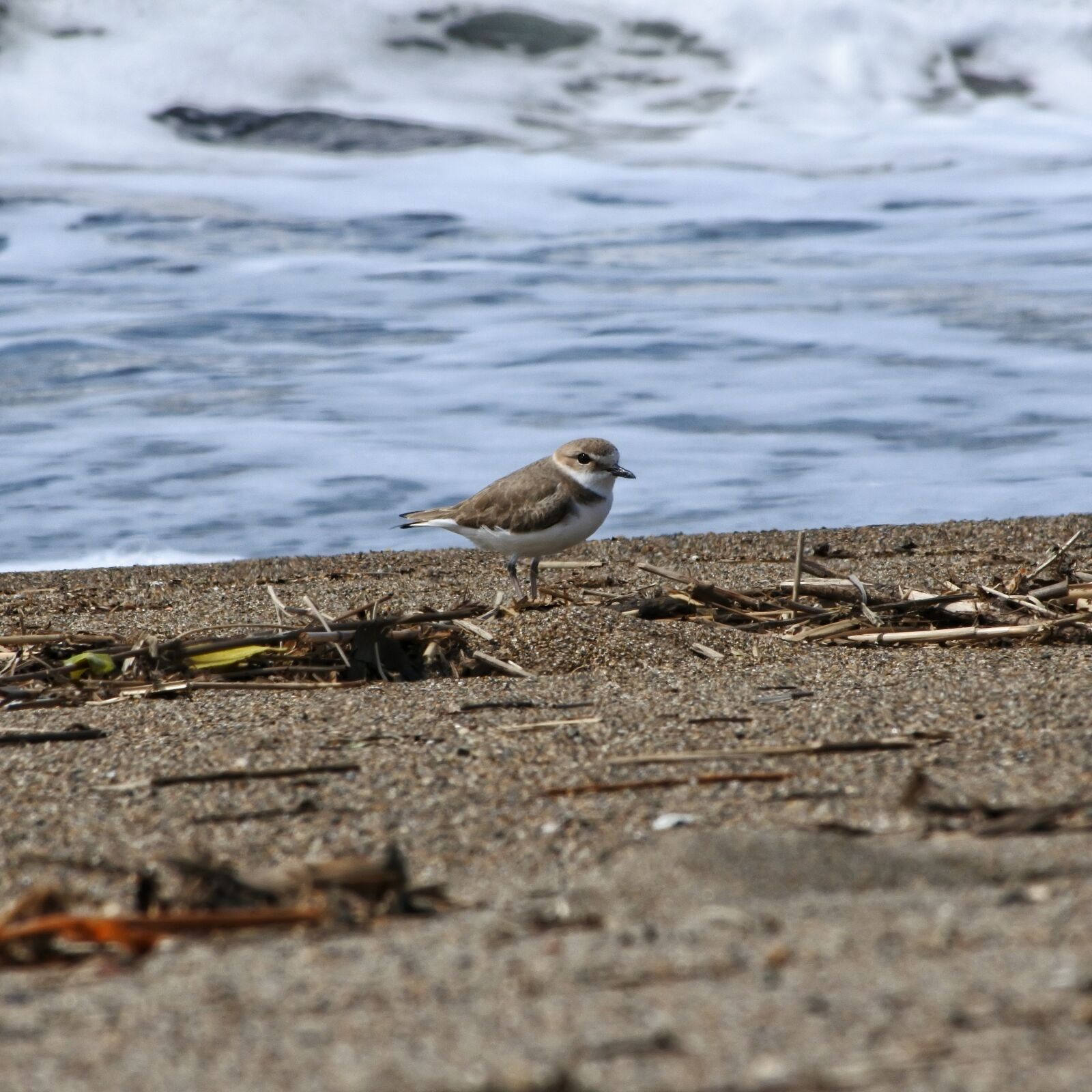 Nikon 1 J5 + VR 55-200mm f/4-5.6G sample photo. Animal, sea, beach photography