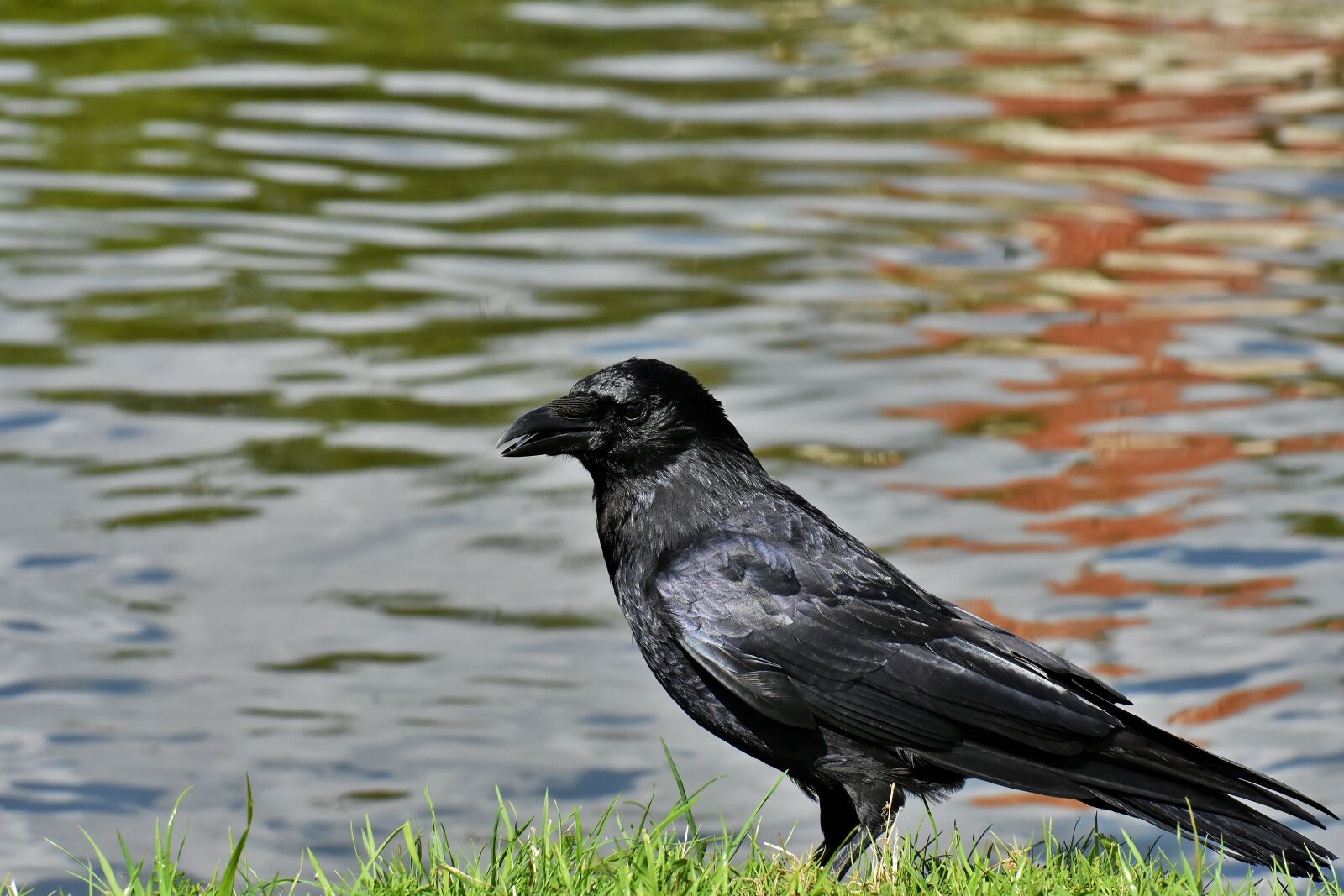 Nikon D7200 sample photo. Crow, raven bird, raven photography