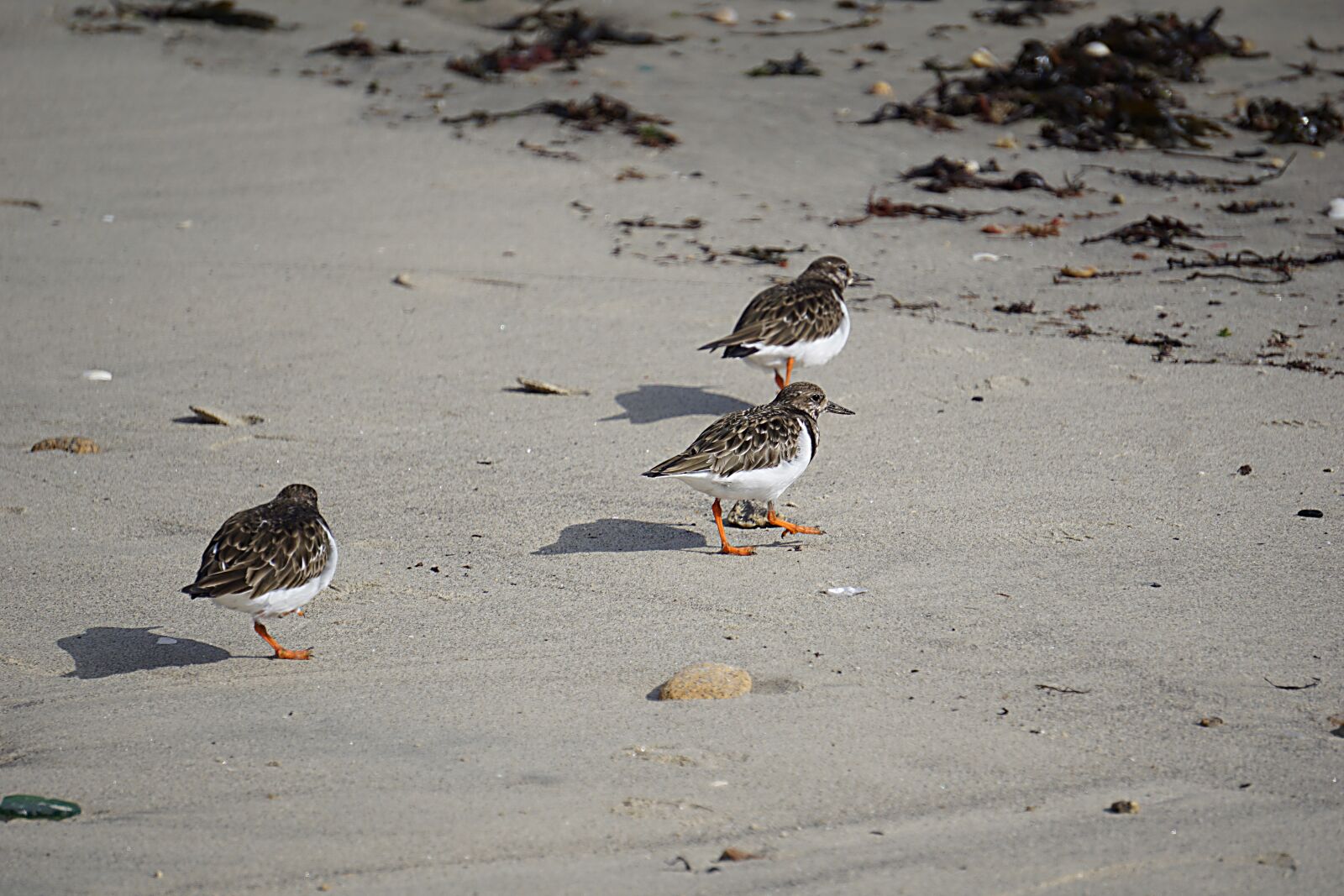 Sony a6000 sample photo. Birds, plovers, fauna photography