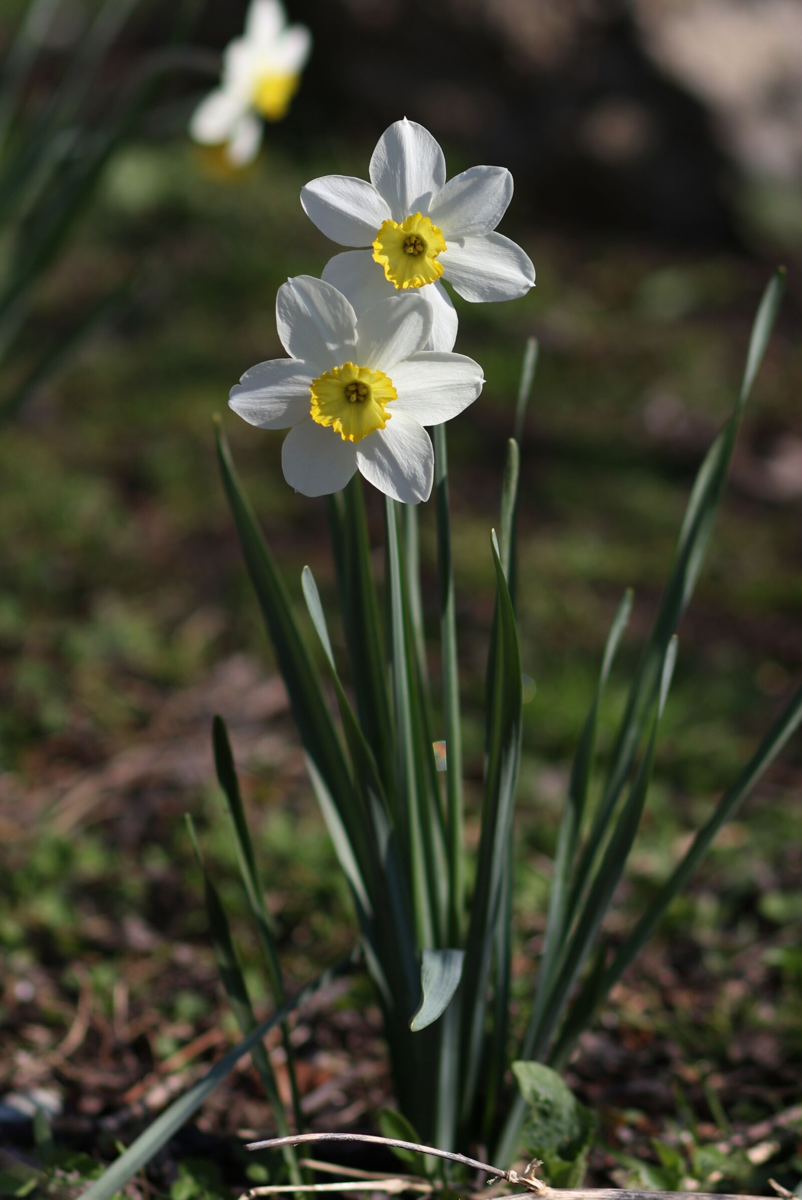 Canon EF 85mm F1.8 USM sample photo. Daffodil, white, flower photography