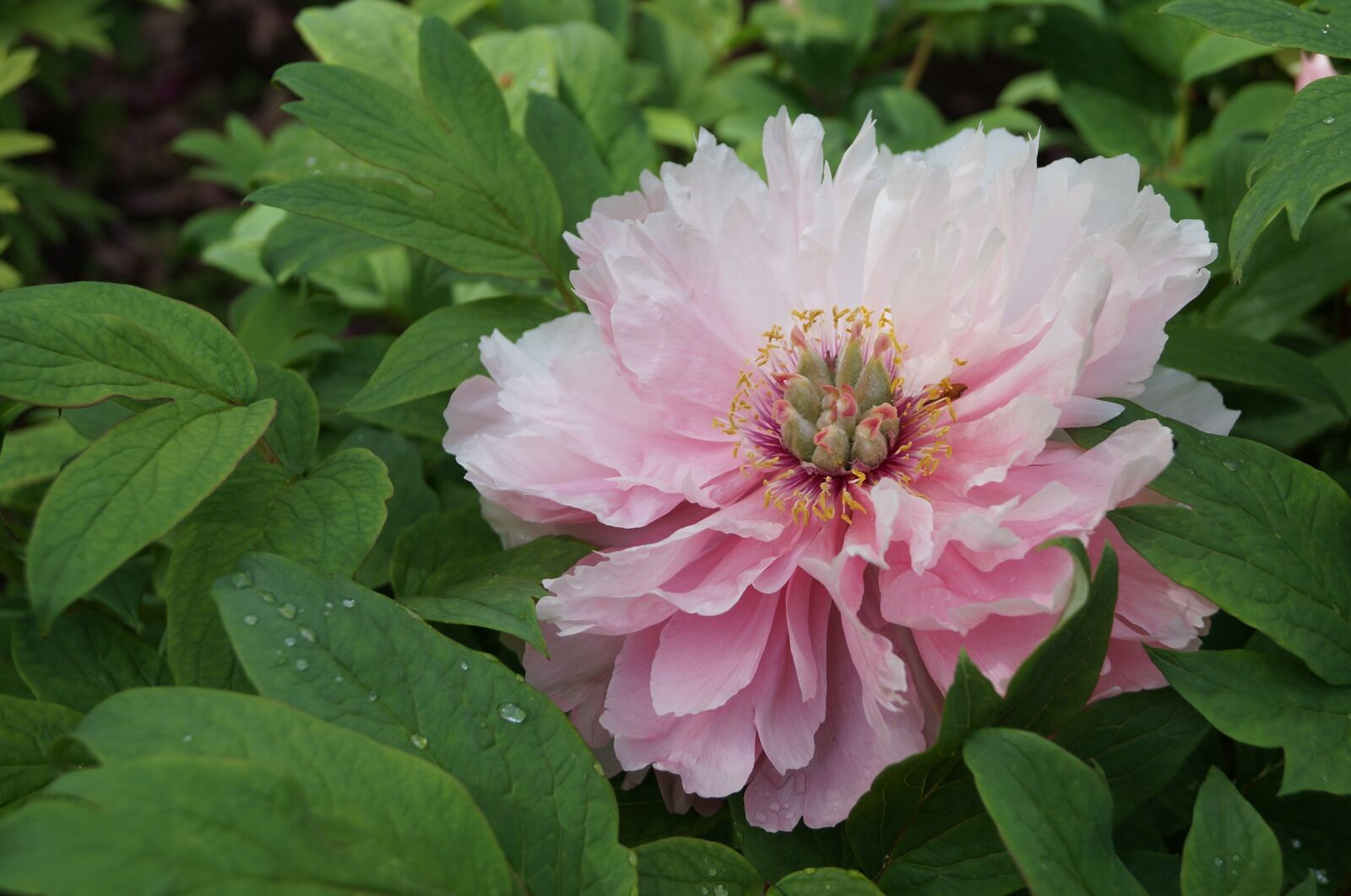 Sony SLT-A37 sample photo. Flower, beauty, plant photography