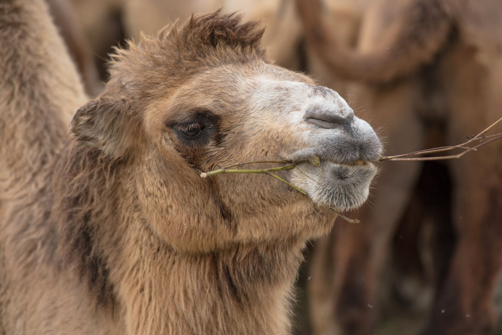 Nikon D750 sample photo. Camel, chew, eat photography