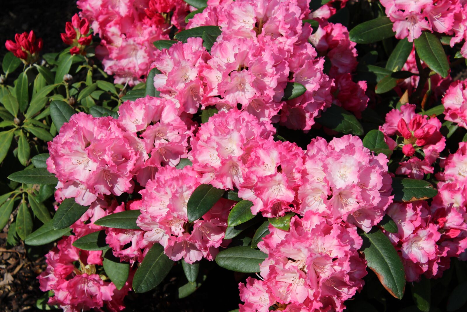 Canon EOS 1300D (EOS Rebel T6 / EOS Kiss X80) sample photo. Rhododendron, flower, pink flower photography
