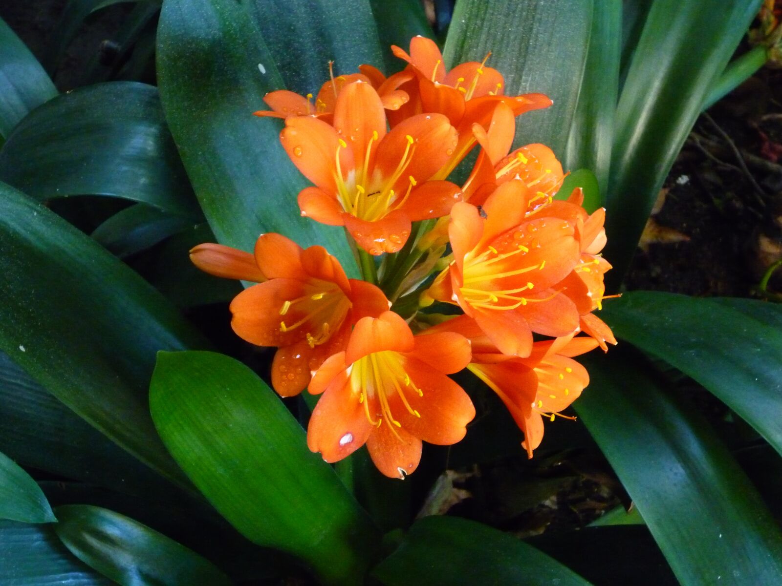 Panasonic DMC-FS15 sample photo. Flowers, san diego, orange photography