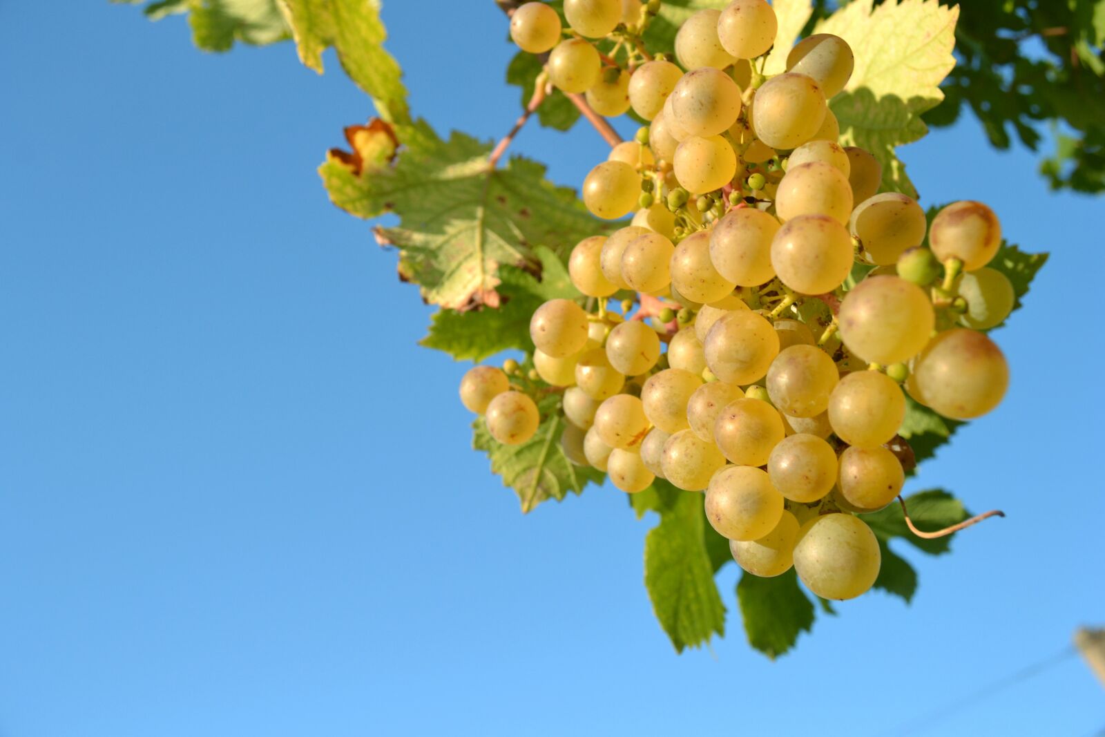 Nikon D3100 sample photo. Wine, grapevine, sky photography