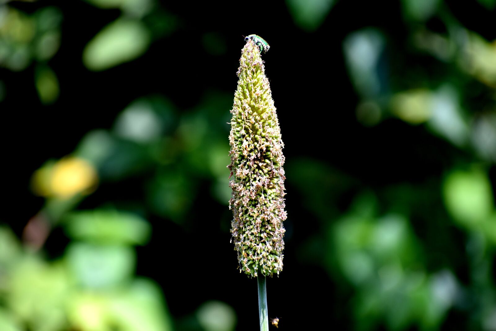 Nikon D3300 sample photo. Grass, insect, nature photography
