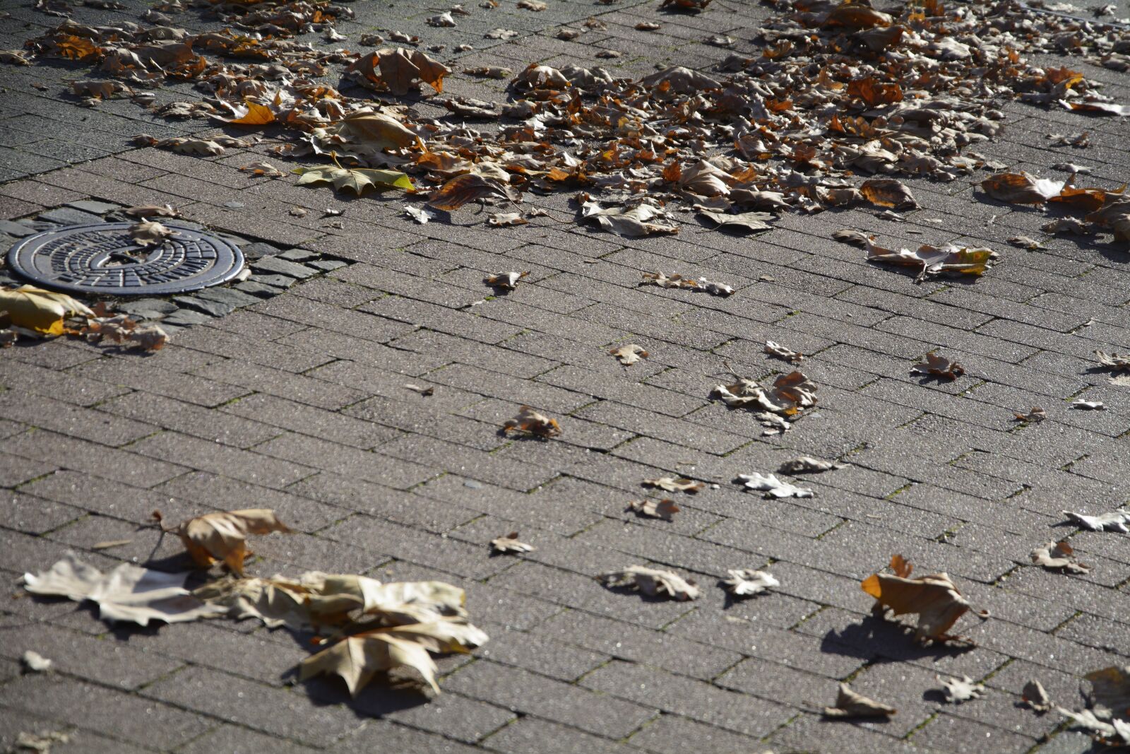 Nikon D7100 sample photo. Leaves, leaf piles, autumn photography