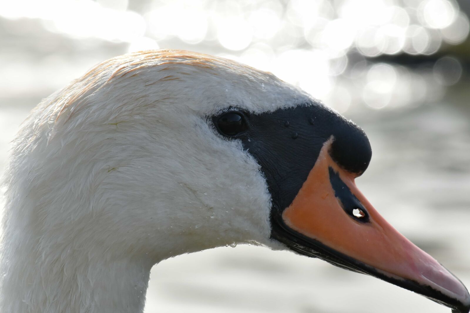 Nikon D5500 sample photo. Beak, feather, head, neck photography