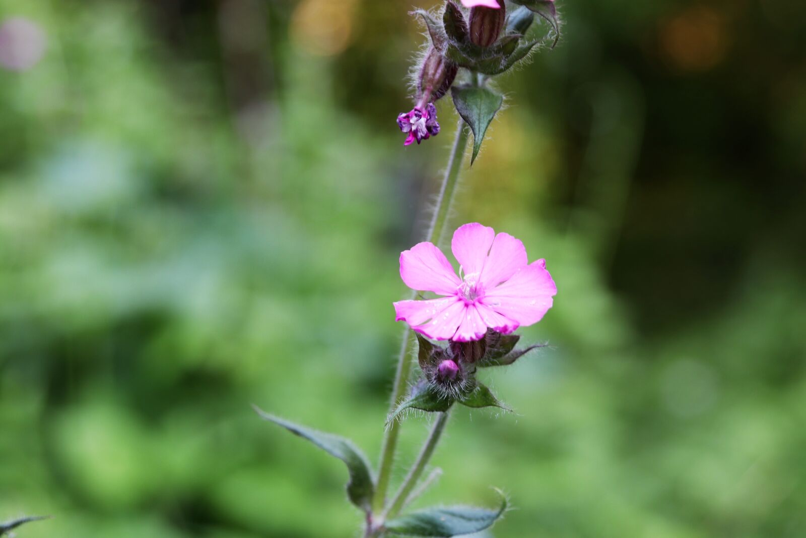Canon EOS 80D sample photo. Ping, flower, power photography