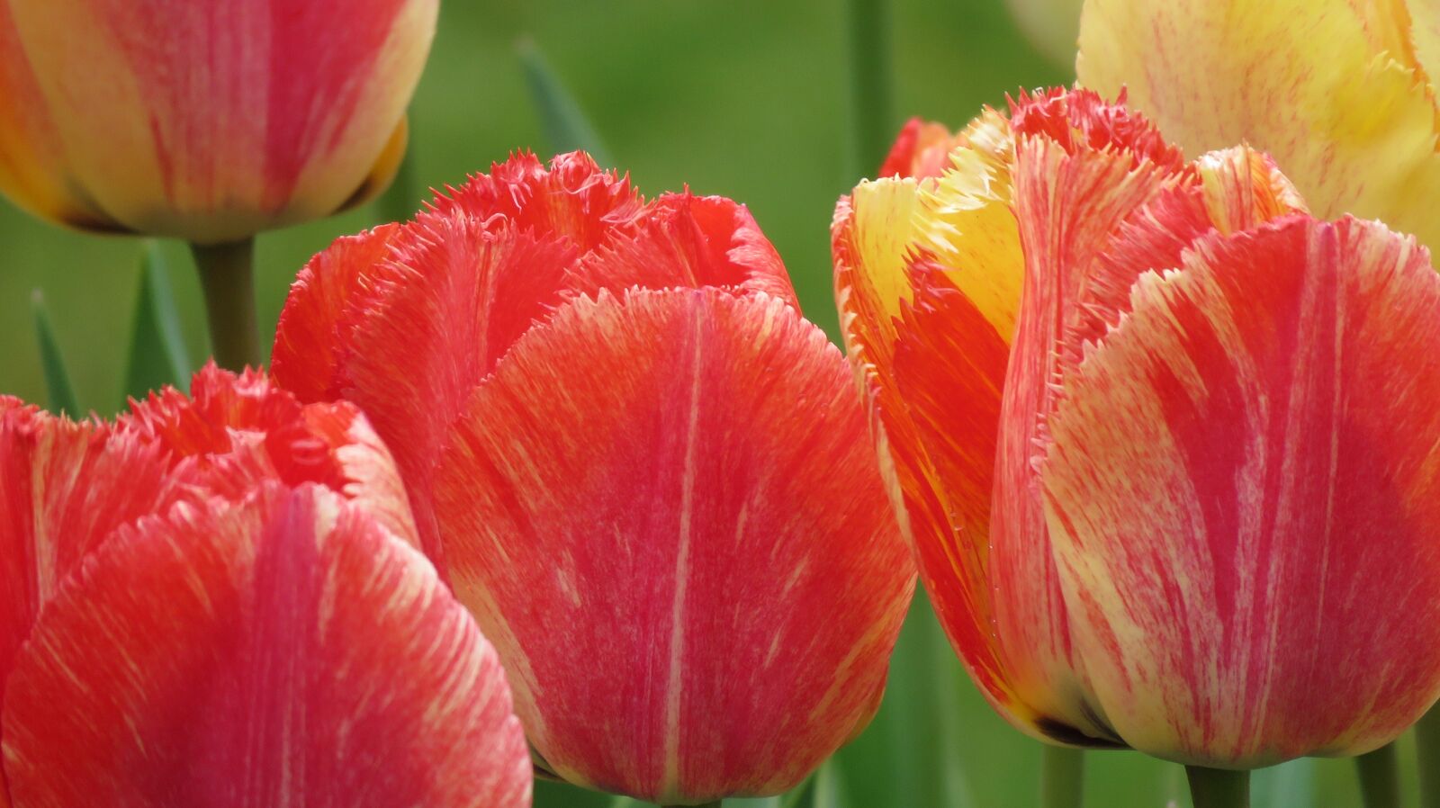 Canon PowerShot SX60 HS sample photo. Tulips, spring, color photography