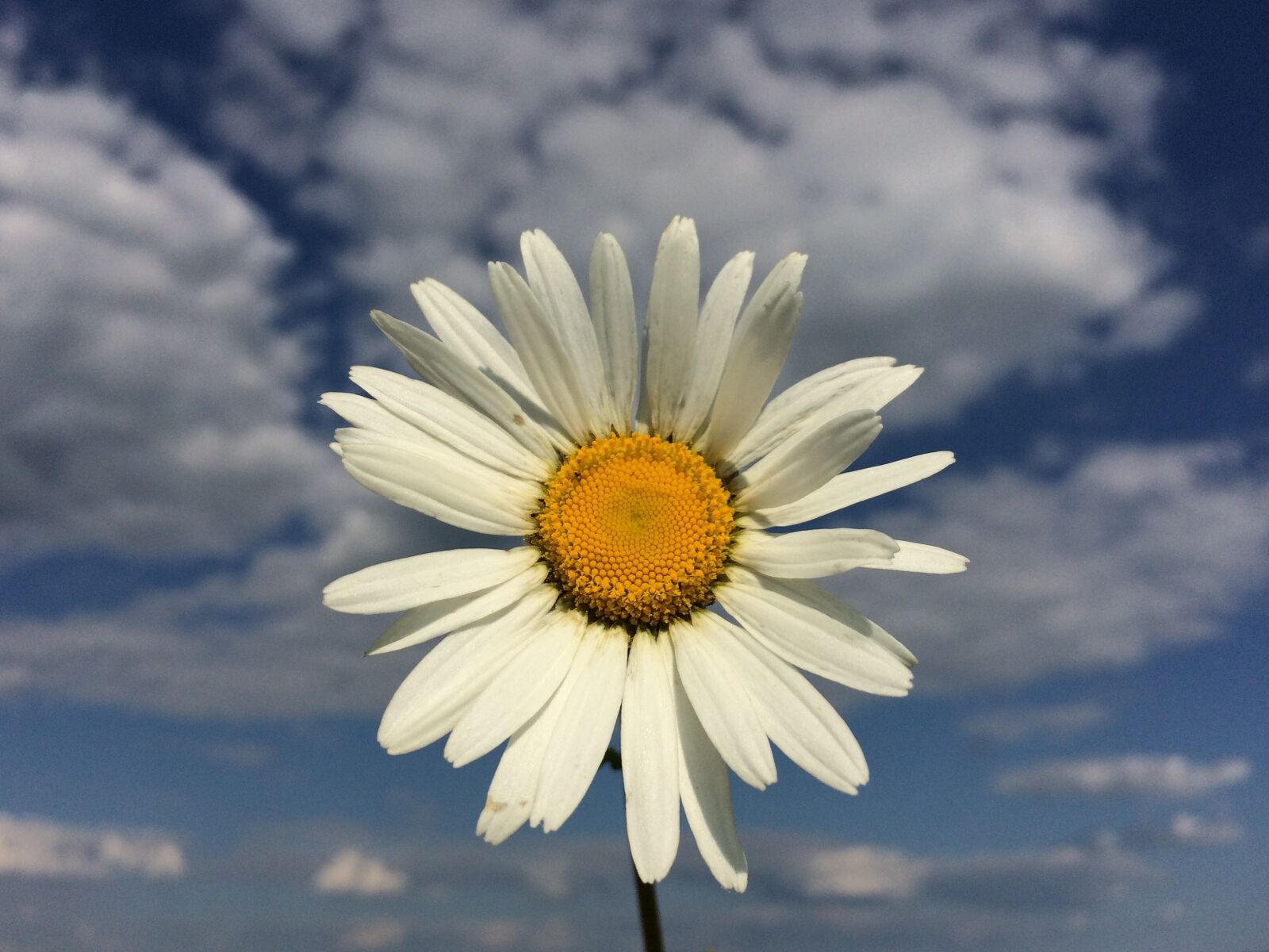 iPhone 5s back camera 4.15mm f/2.2 sample photo. Daisy, flower, sky photography