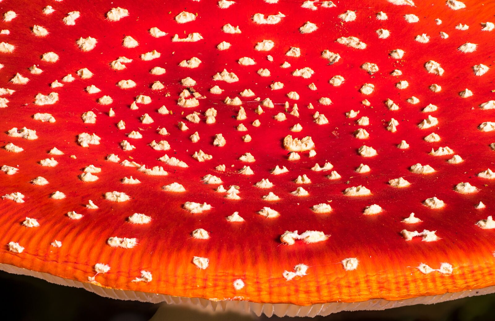 Tamron SP AF 60mm F2 Di II LD IF Macro sample photo. Fly agaric, mushroom hat photography