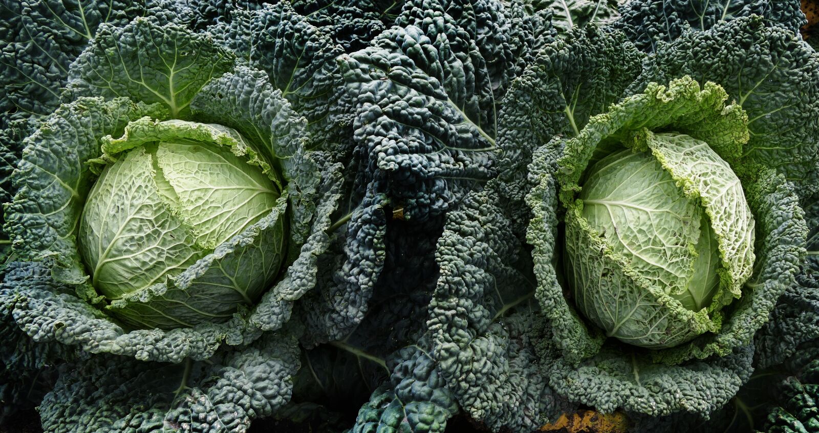Panasonic Lumix DMC-FZ1000 sample photo. Vegetables, savoy, drop of photography