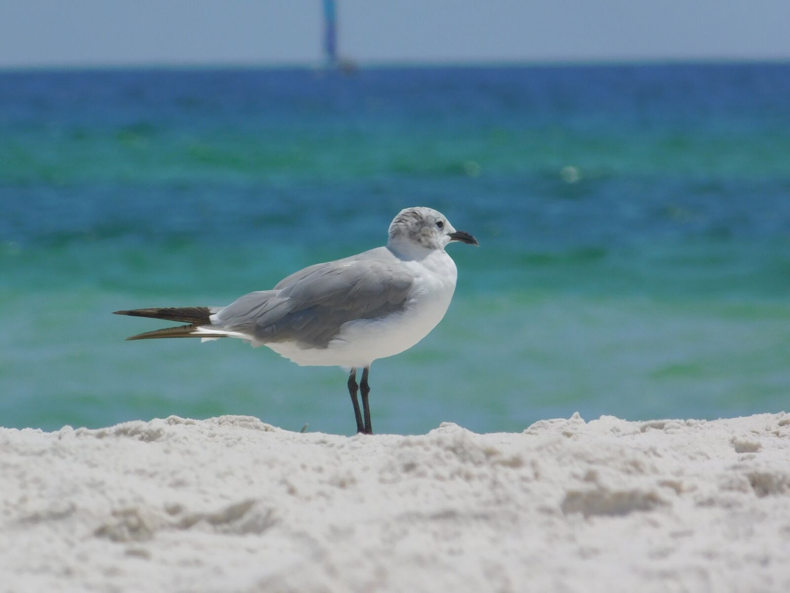 Nikon Coolpix B500 sample photo. Seagull, beach, bird photography