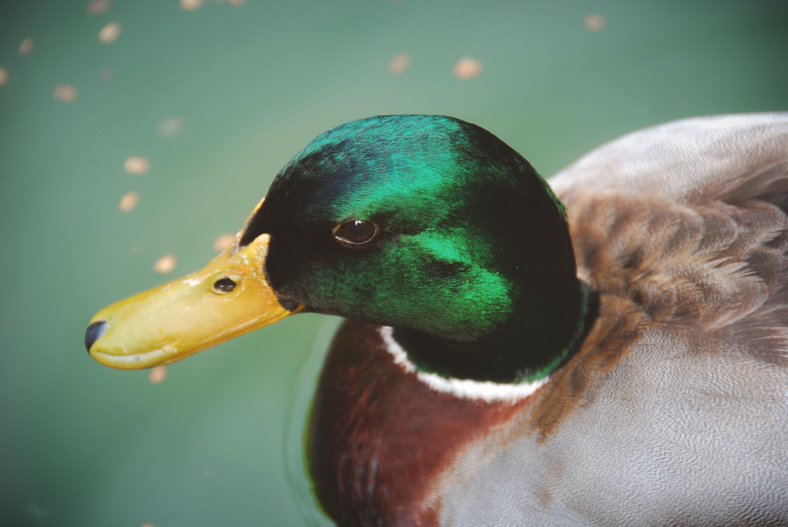 Nikon D40X sample photo. Duck, animal, bird photography