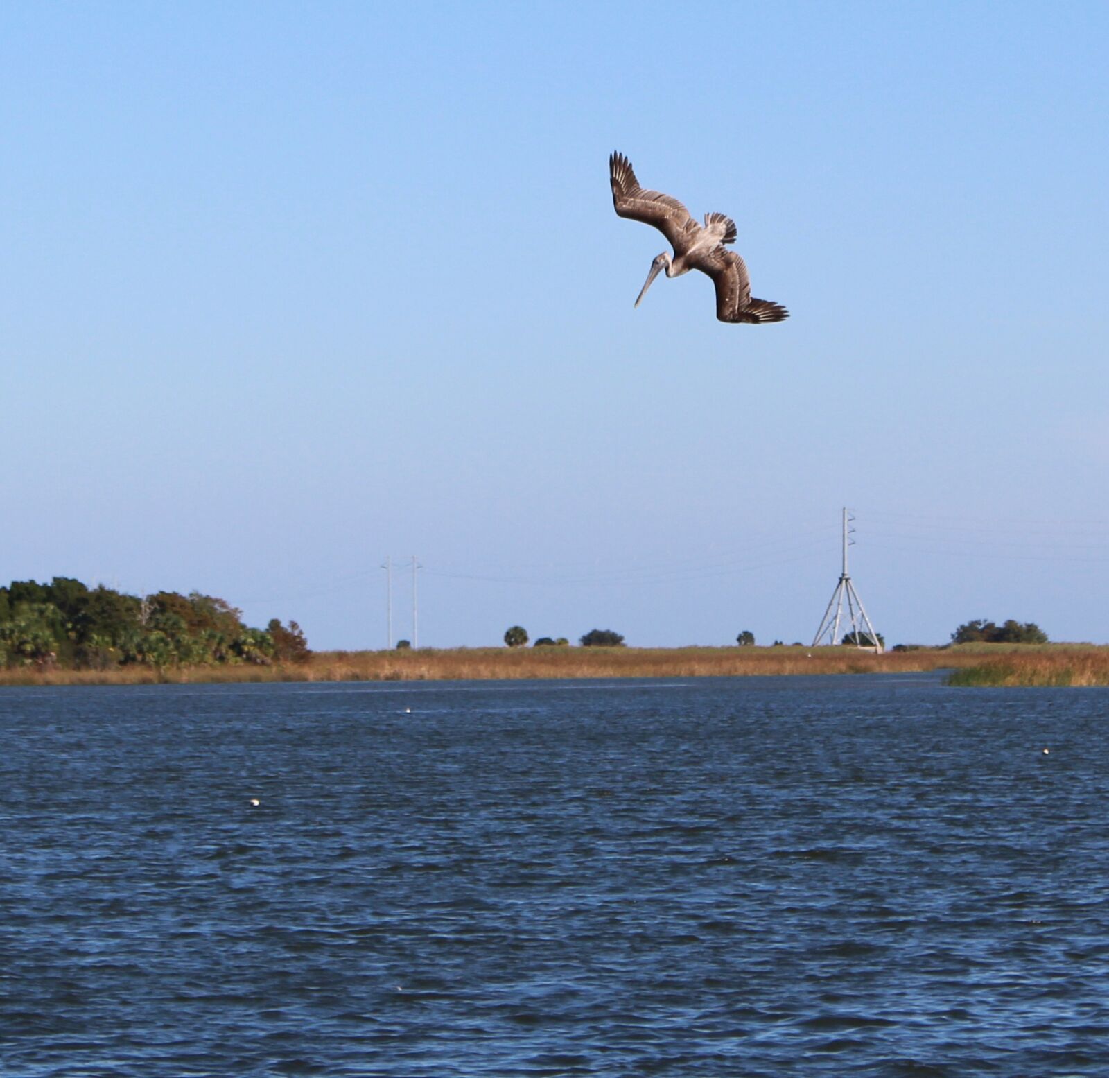 Canon EOS 100D (EOS Rebel SL1 / EOS Kiss X7) sample photo. Pelican, diving, bird photography