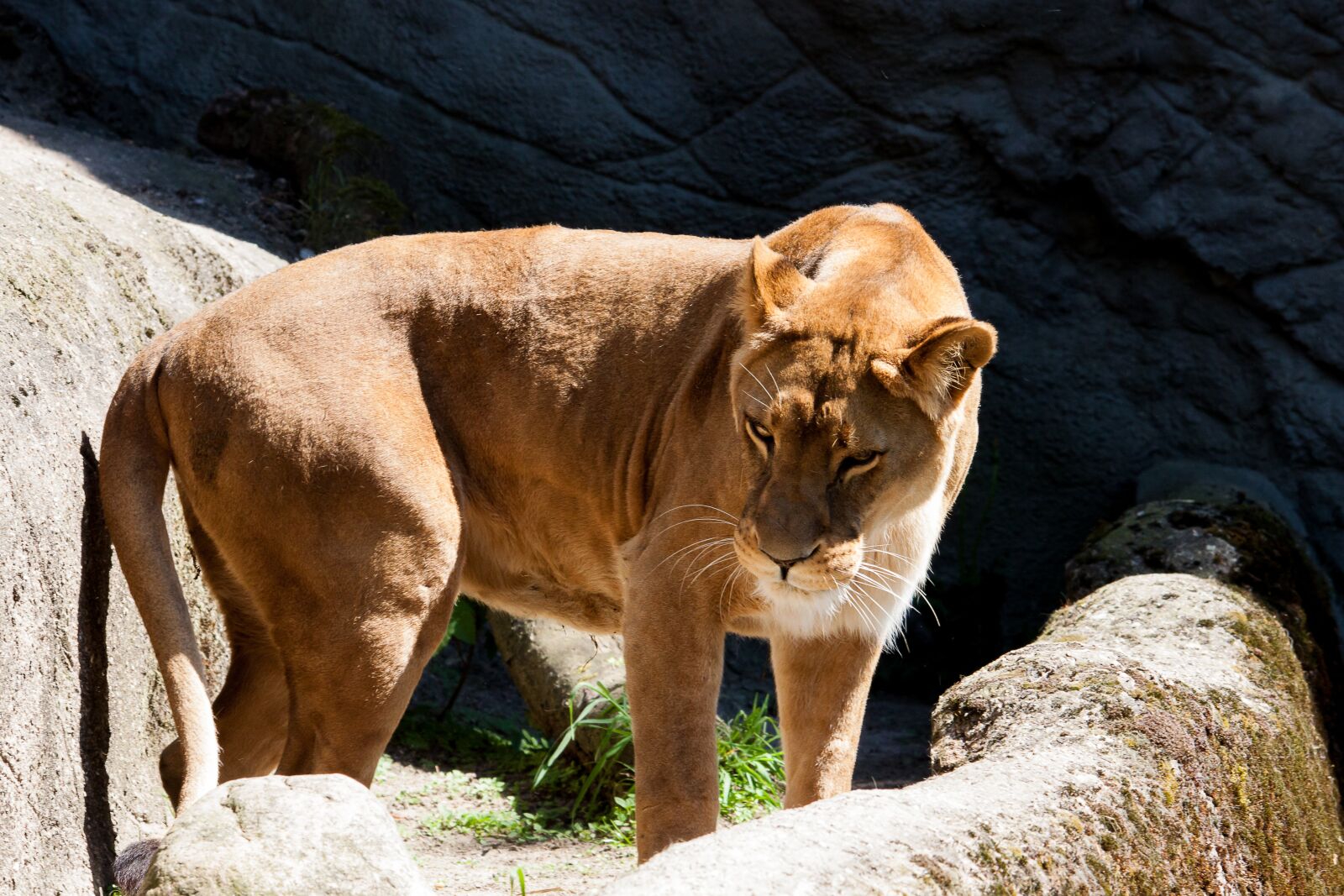 Canon EOS 50D sample photo. Lioness, predator, female photography