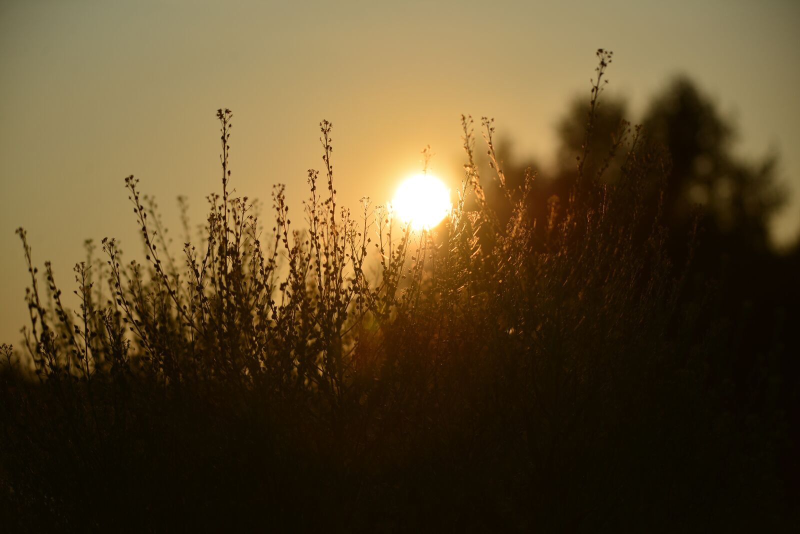 Nikon D600 sample photo. Solar, sunset, summer photography