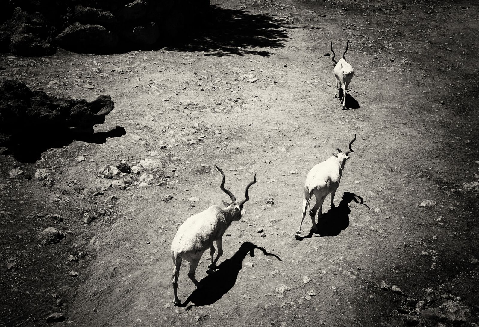 Canon EOS 6D sample photo. Kudu, animals, nature photography