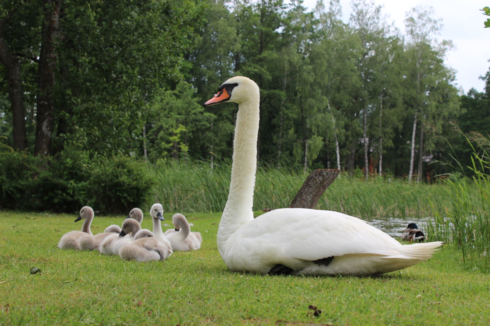 Canon EOS 1200D (EOS Rebel T5 / EOS Kiss X70 / EOS Hi) sample photo. Animals, baby, swans, wild photography