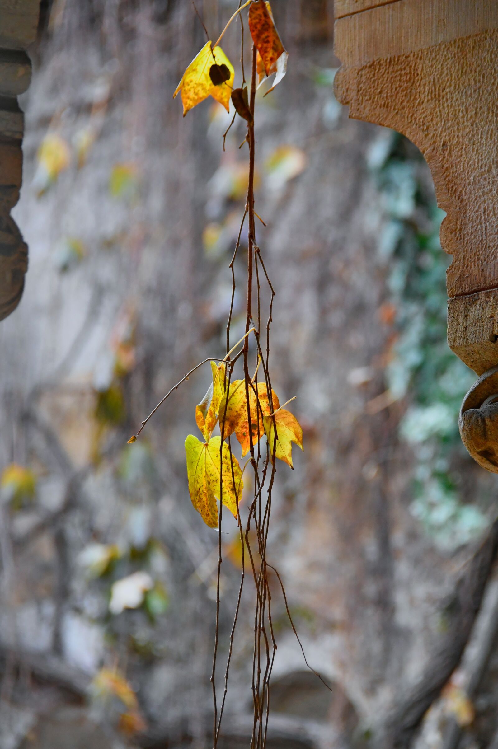 Nikon D3200 sample photo. Autumn leaves, yellow, yellow photography