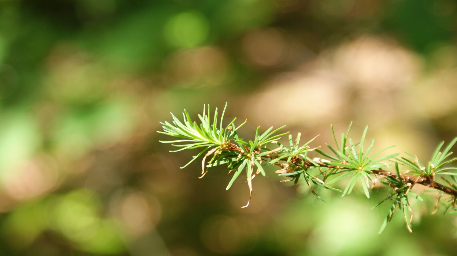 Sony Alpha DSLR-A350 sample photo. Forest, close up, branch photography