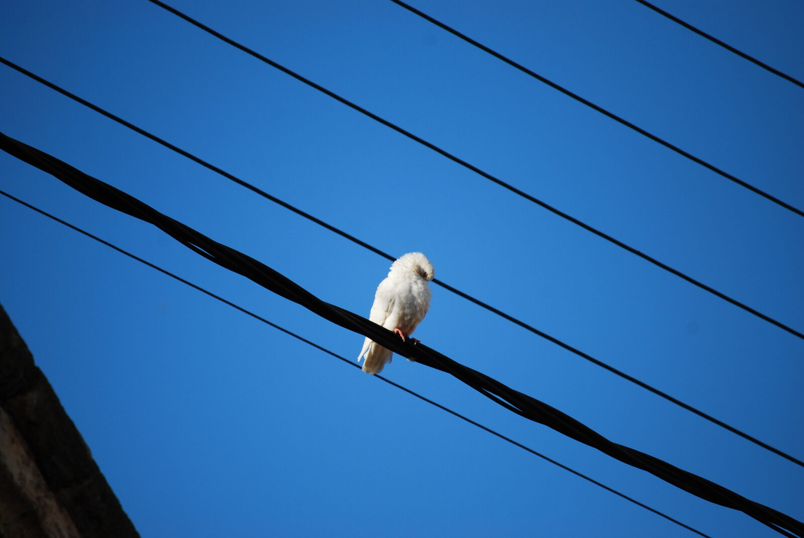Nikon D40X sample photo