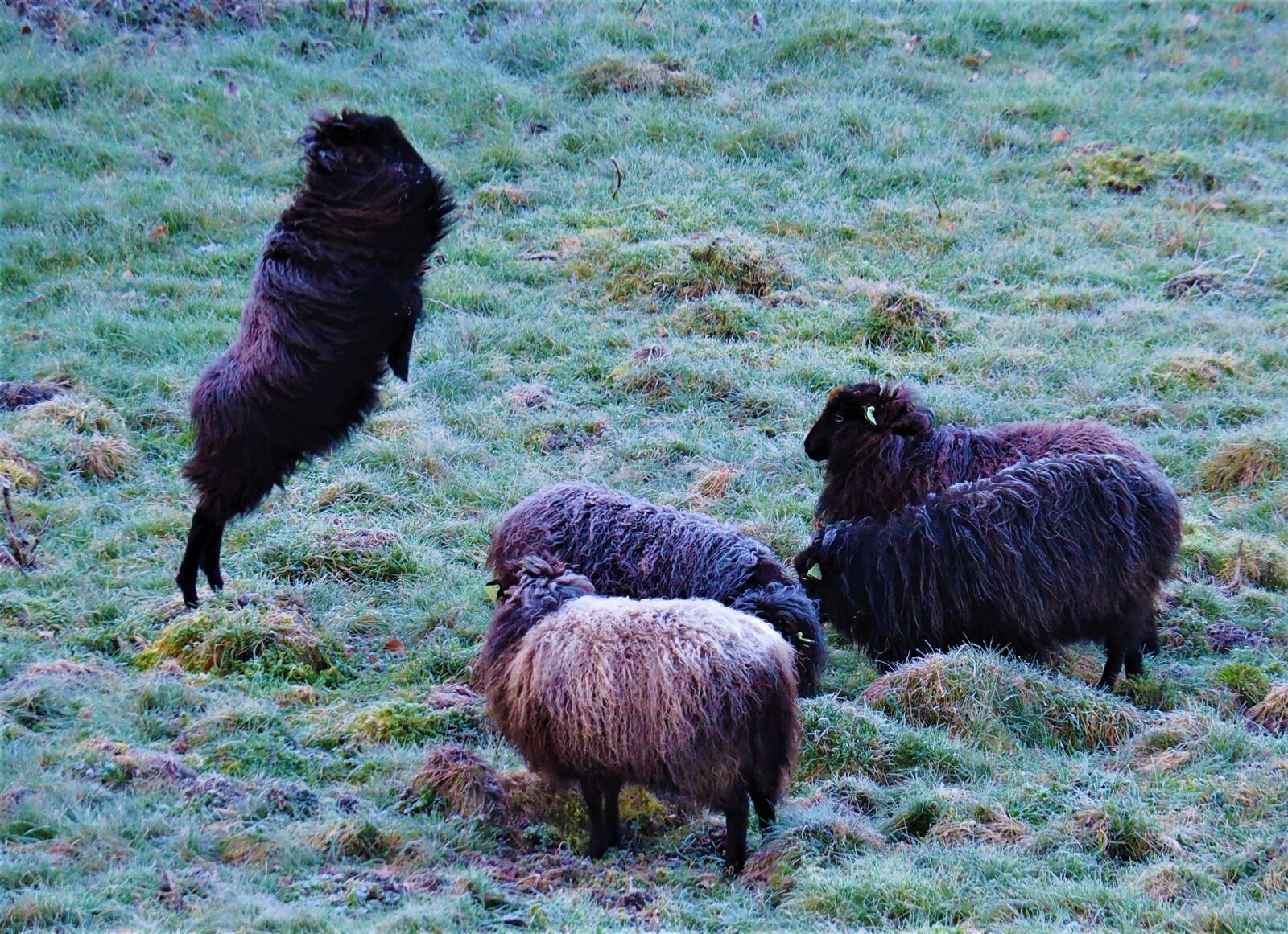 Olympus OM-D E-M10 II sample photo. Sheep, spring, meadow photography