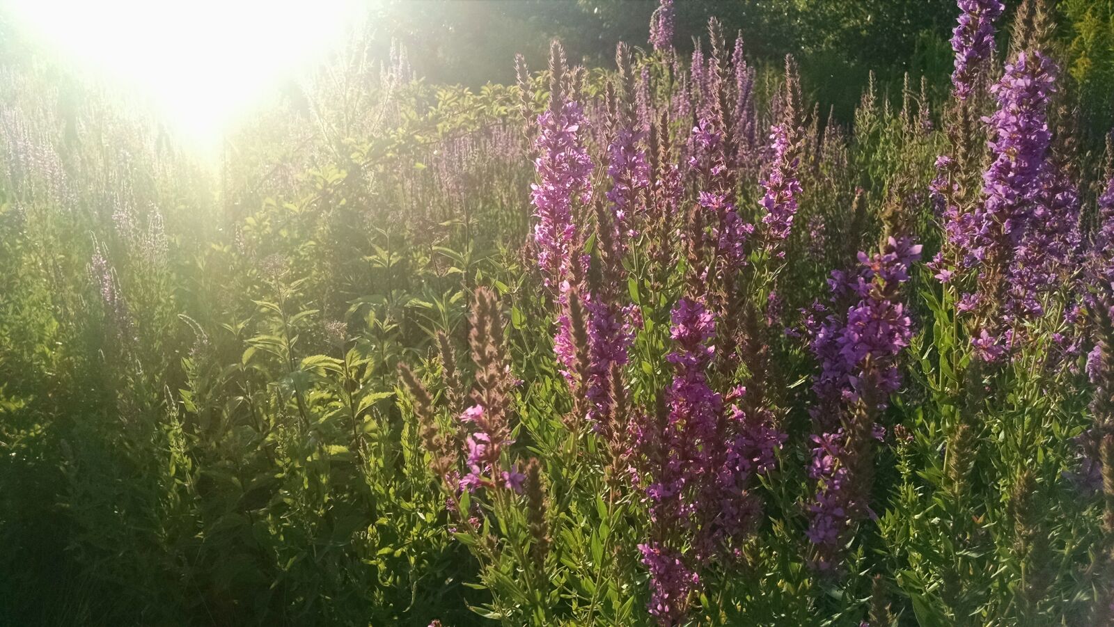 Motorola Moto X (1st Gen) sample photo. Flowers, nature, sunshine photography