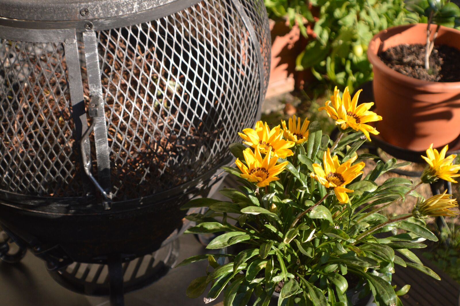 Nikon D3200 sample photo. Flower, yellow, summer photography