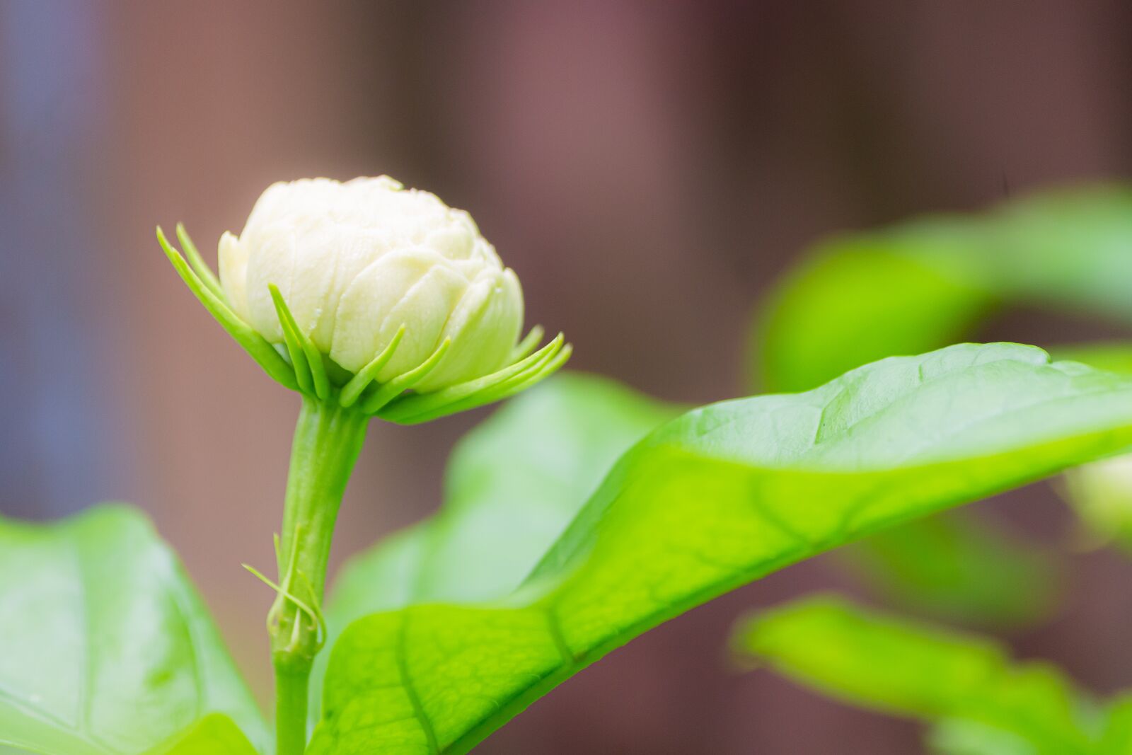 Canon EF-S 55-250mm F4-5.6 IS sample photo. Macro, sunlight, flower garden photography