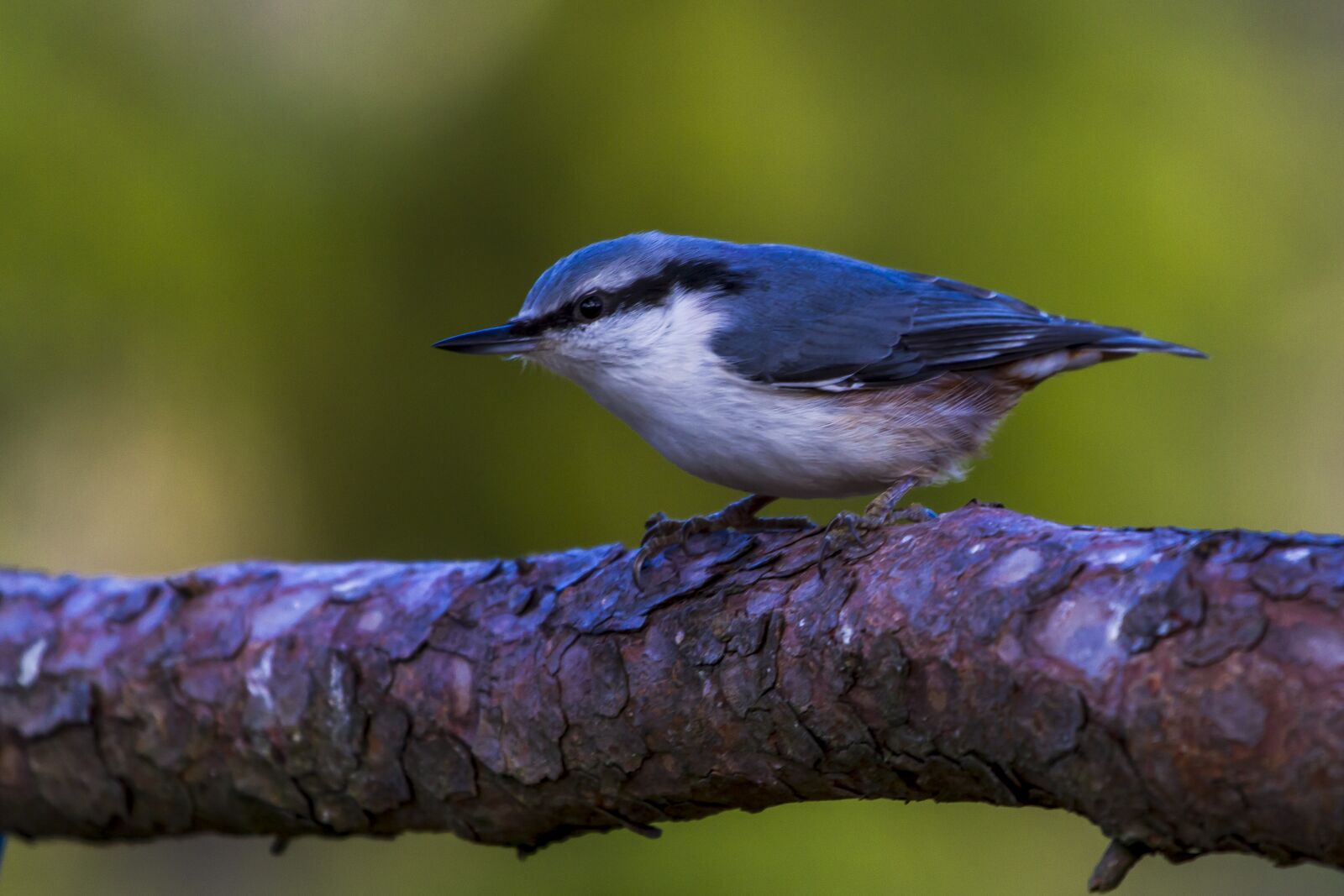 Canon EF 100-400mm F4.5-5.6L IS USM sample photo. Birds, the nature of photography
