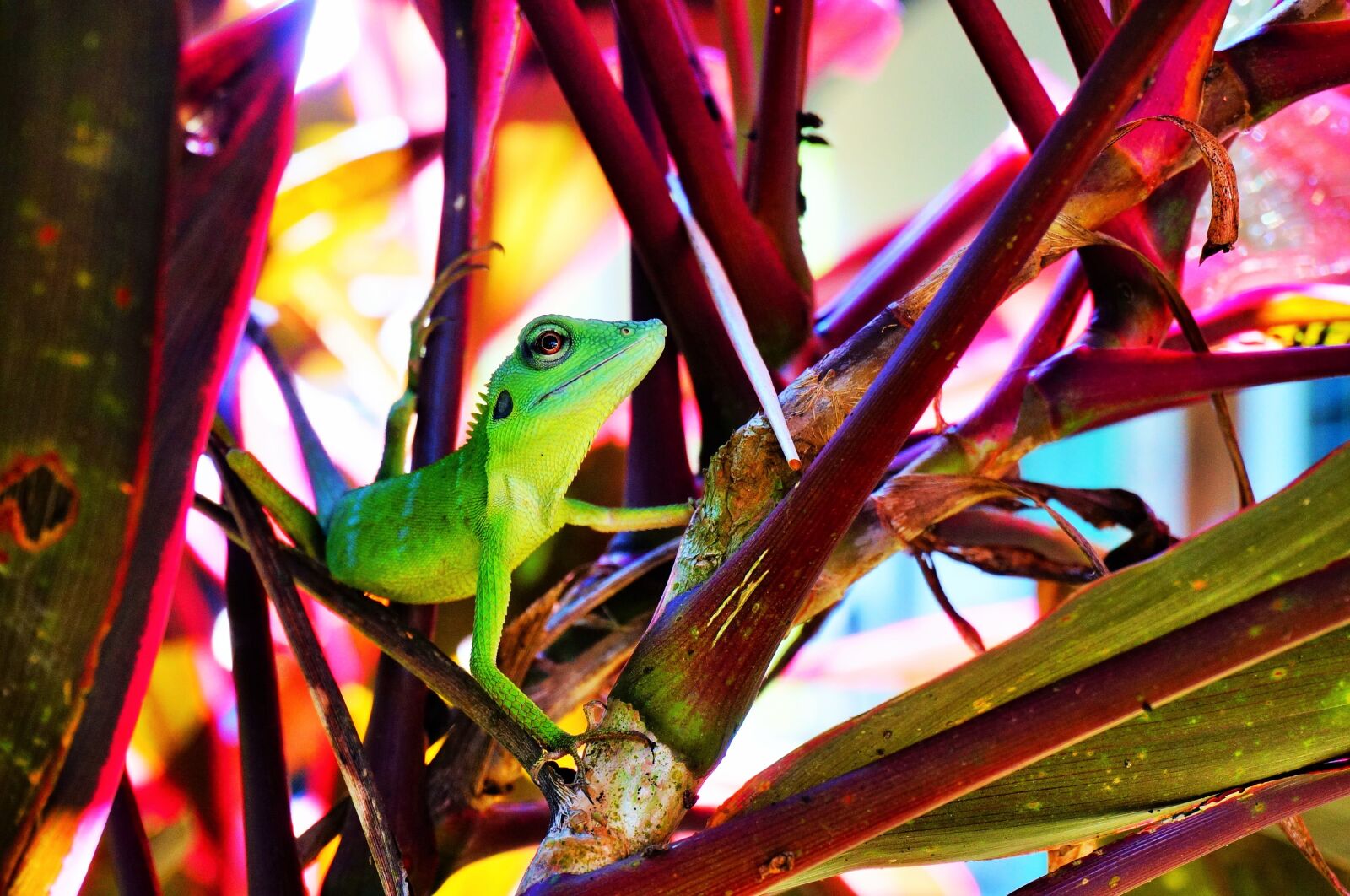 Sony Alpha NEX-5T sample photo. Lizard, chameleon, reptile photography