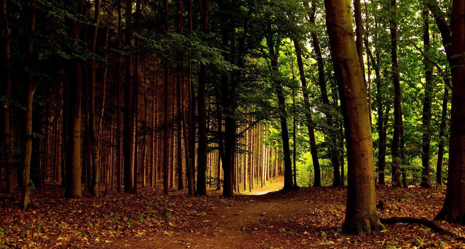 Canon EOS 6D + Canon EF 24-105mm F4L IS USM sample photo. Annas hoeve, figtree, forest photography