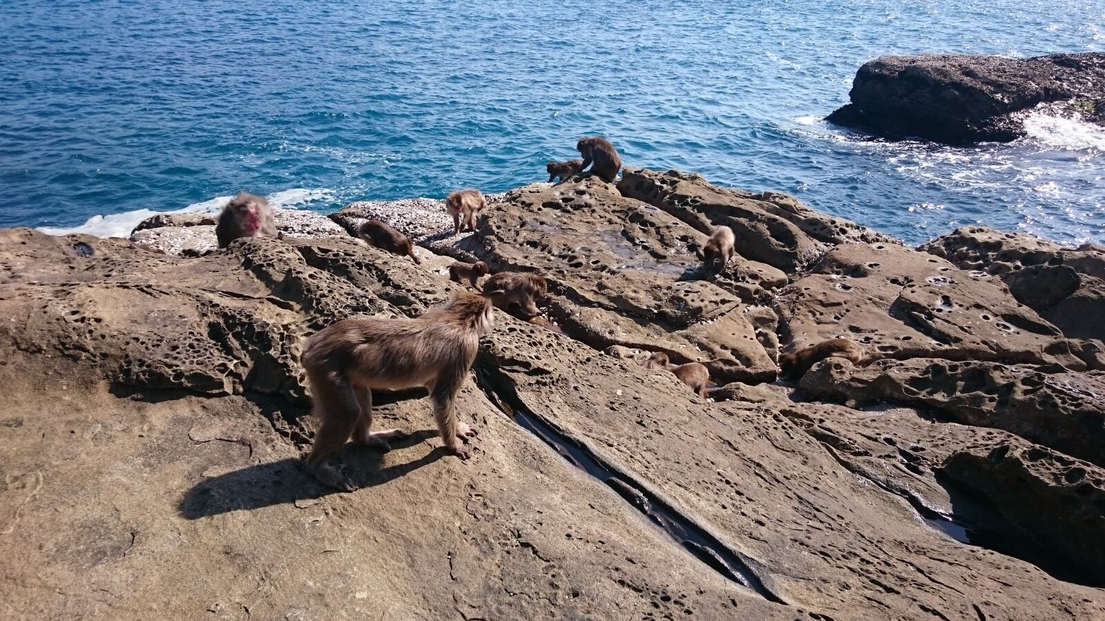 Sony Xperia Z3 sample photo. Proc, the, animal photography