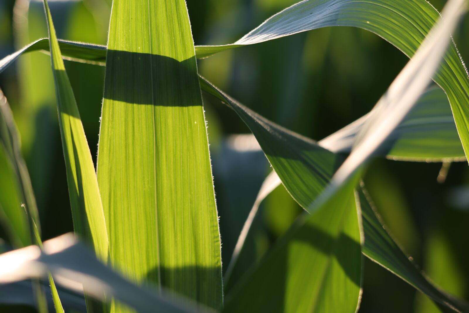 Canon EF 70-300 F4-5.6 IS II USM sample photo. Agriculture, corn, plant photography