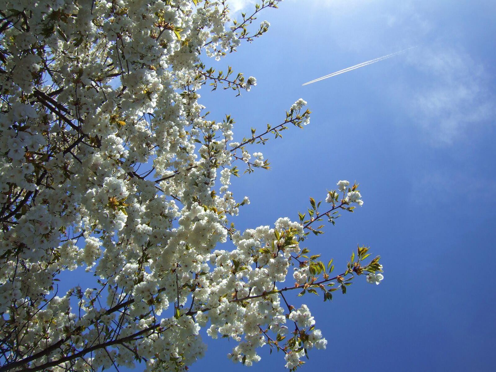 Fujifilm FinePix E900 sample photo. Blossom tree, england, flowers photography
