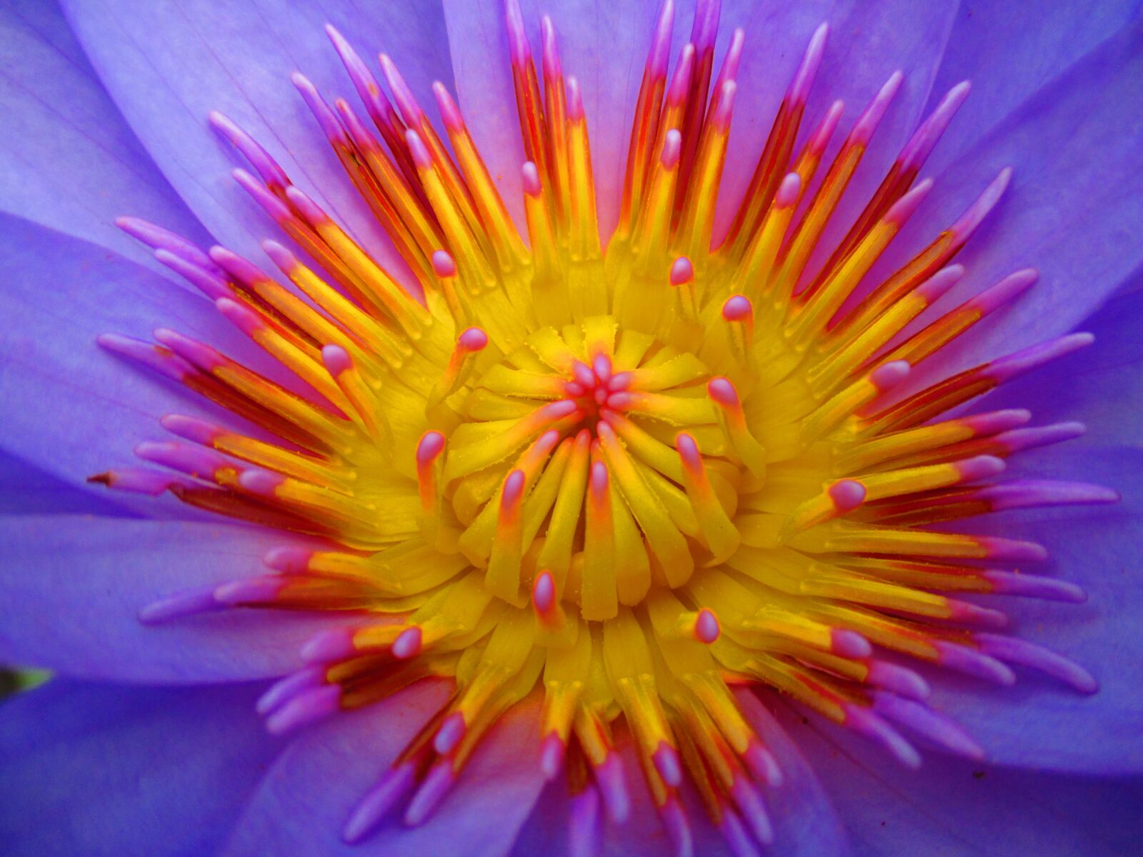Canon PowerShot ELPH 135 (IXUS 145 / IXY 120) sample photo. Lotus, india, nectar photography