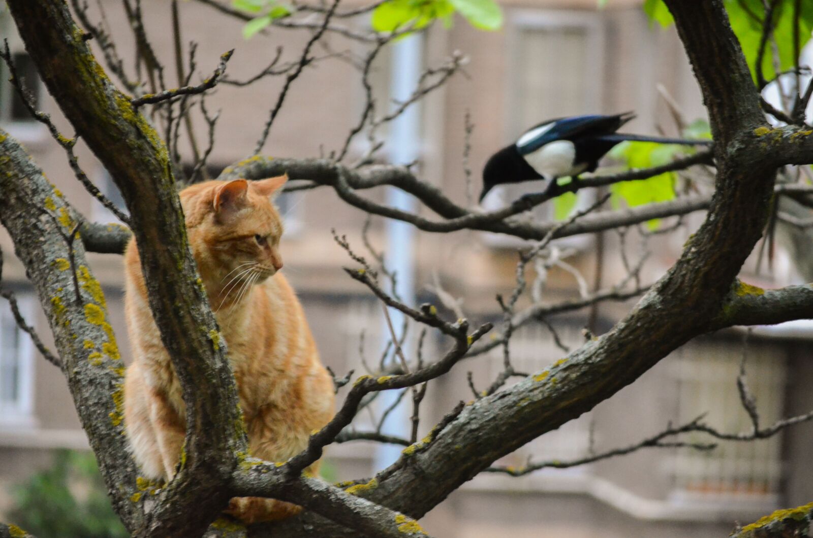 Nikon D5100 sample photo. Animals, birds, pen photography